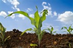 young corn plan