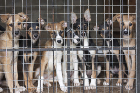 Too many Dogs in the Kennel