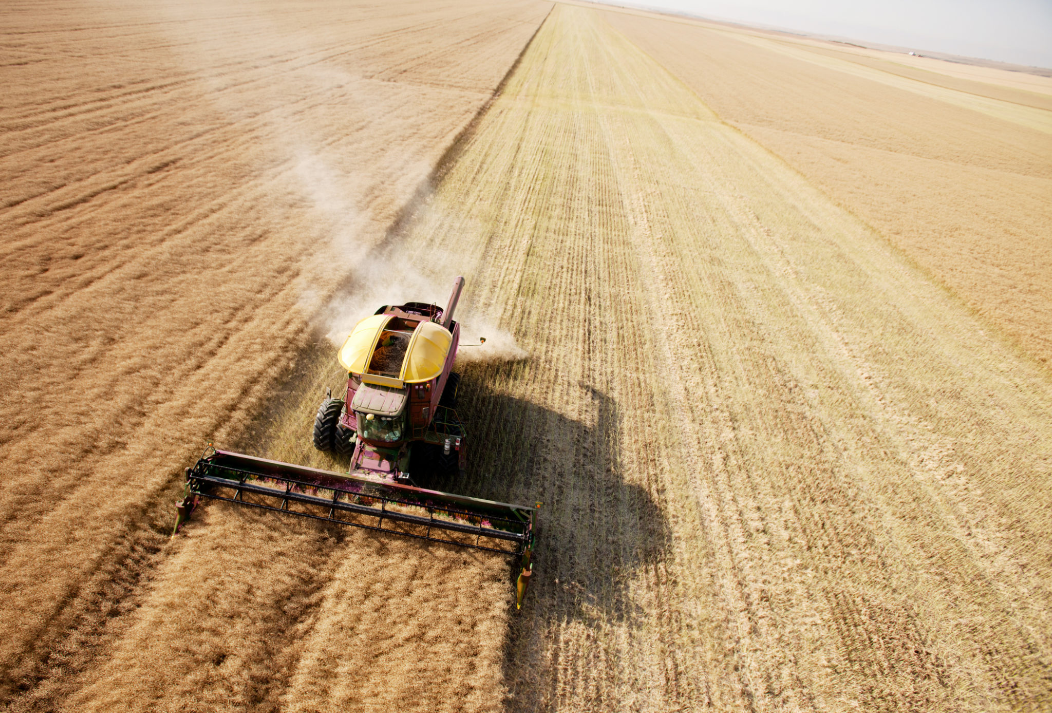 Harvesting wheat